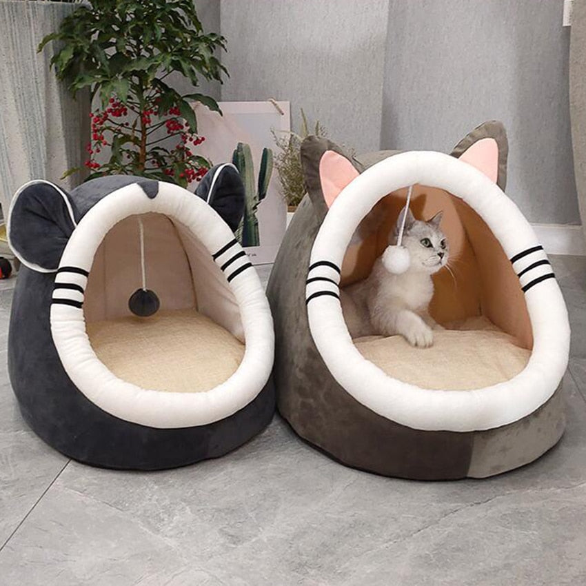 Pets Cat Dog Puppy Kitten House