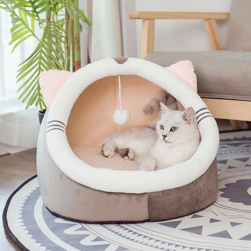 Pets Cat Dog Puppy Kitten House