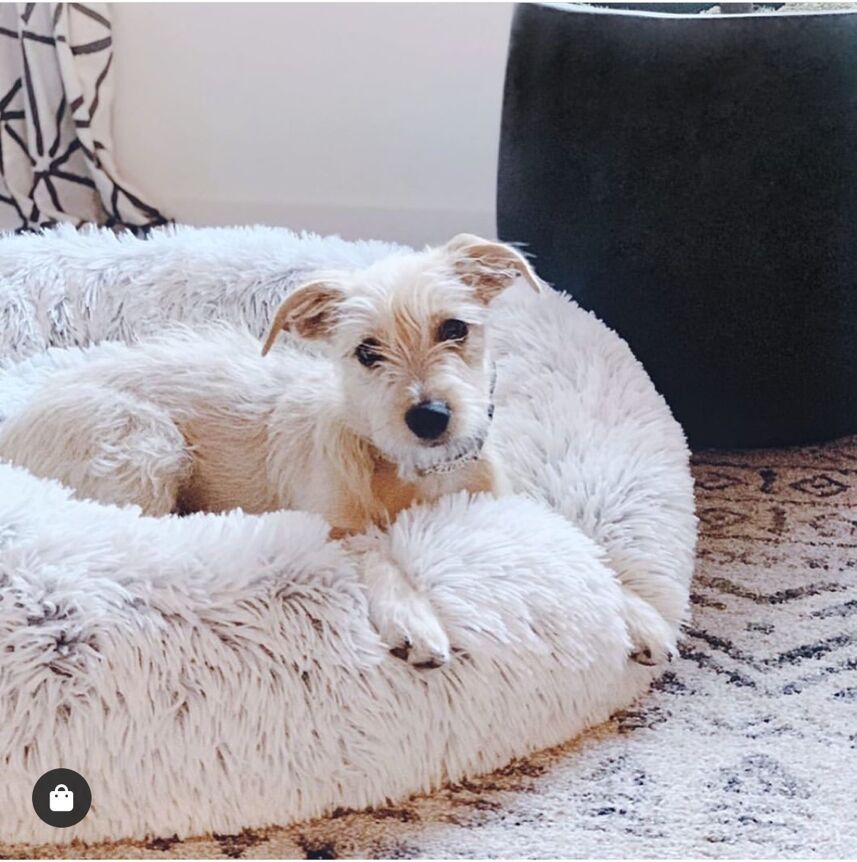 Pet Bed Fluffy Donut Round Sofa for Small, Medium, Large Dogs and Cats